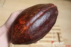 origen el cacao
