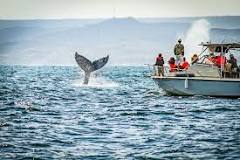 avistamiento de ballenas máncora
