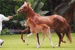 caballos de paso peruanos