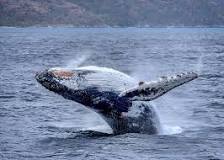 avistamiento de ballenas máncora