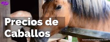 caballos de paso peruanos