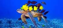tortugas perú