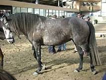 razas de caballos andaluz
