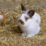 Criando conejos cuy: una guía para principiantes