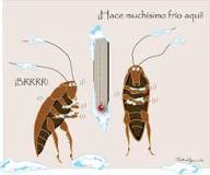 cucaracha española