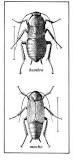cucaracha hembra