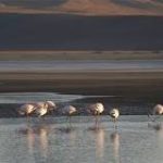 Explorando el Lago de Sal en el Perú