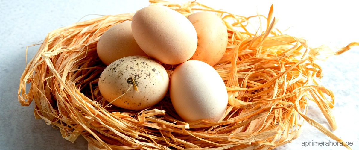 ¿Cómo saber si un huevo es campero?