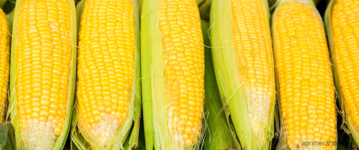 ¿Cuál es el mejor maíz del mundo?