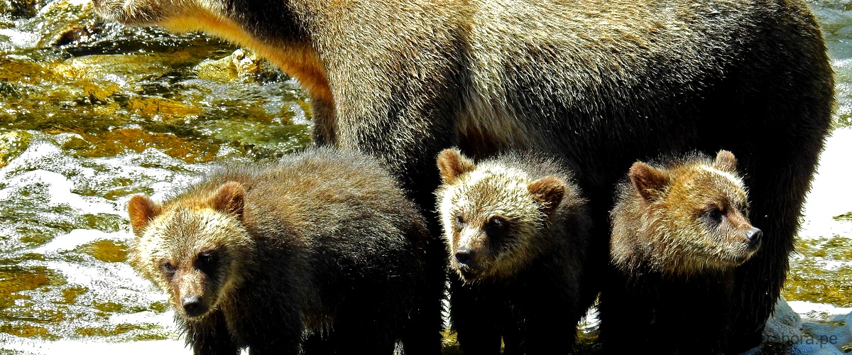 ¿Cuál es la amenaza para el oso de anteojos?