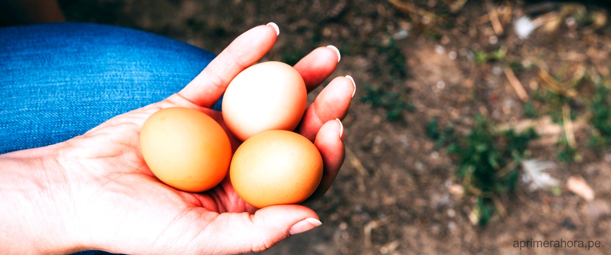 ¿Cuál es la diferencia entre huevos camperos y de suelo?