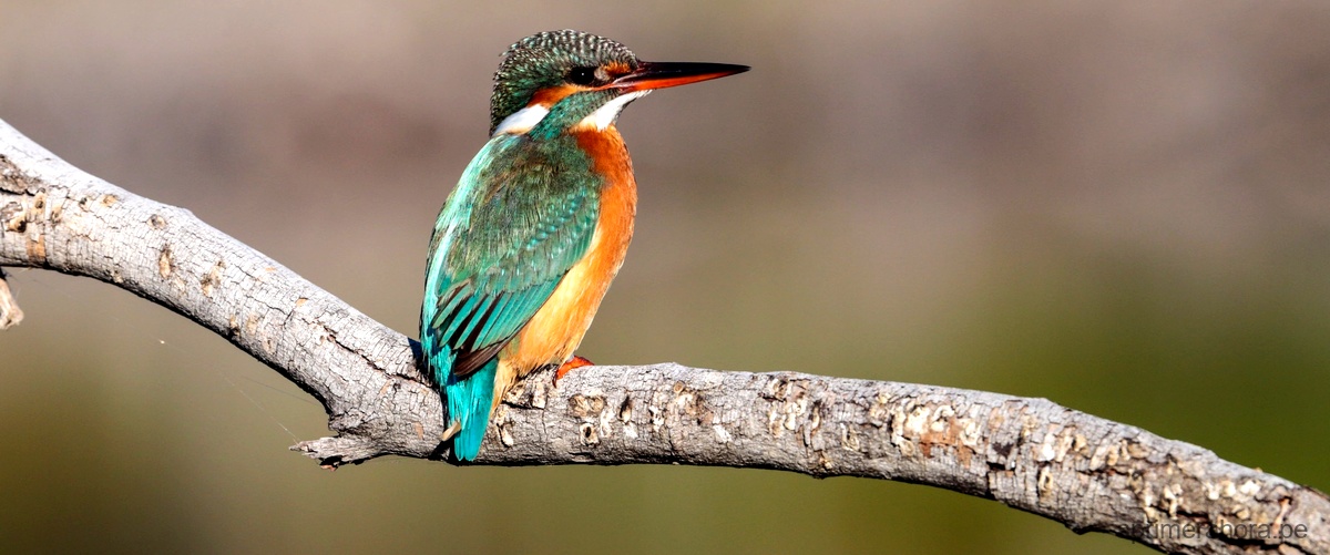 ¿De qué se alimenta el colibrí maravilloso?
