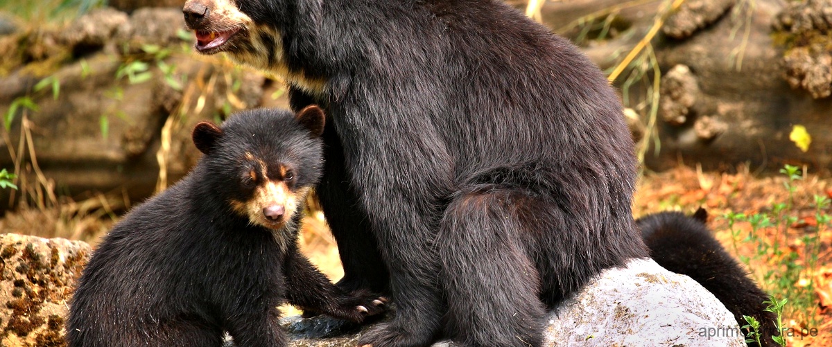 Imágenes del oso de anteojos: un tesoro de la fauna andina