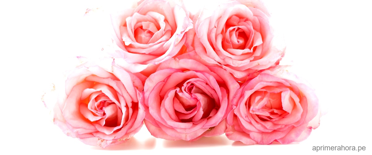 ¿Qué significa el perfume de las rosas?